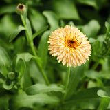 garden confetti