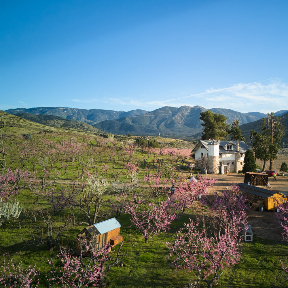 Bloom Ranch of Acton - Akilah Releford Gould