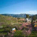 Bloom Ranch of Acton - Akilah Releford Gould