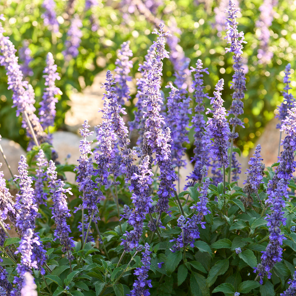 Lavender Linen Spray - Akilah Releford Gould