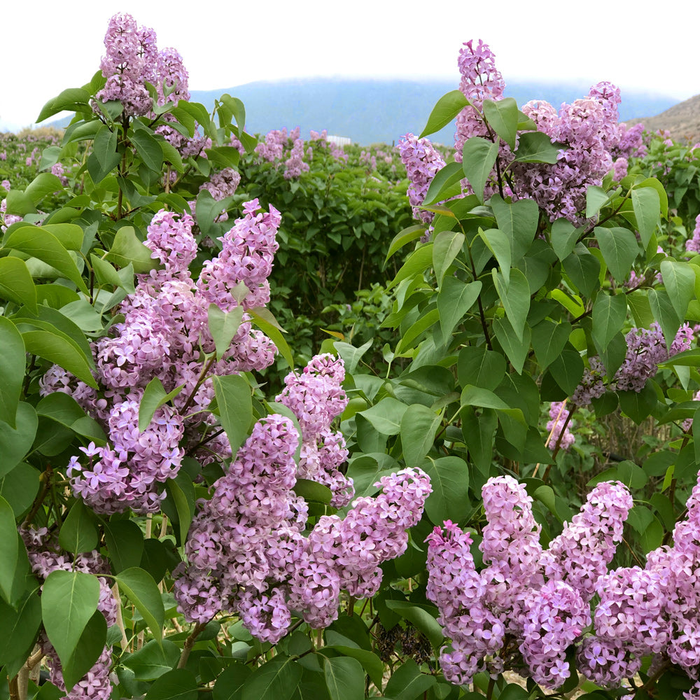 Wild Lilac Candle - Akilah Releford Gould